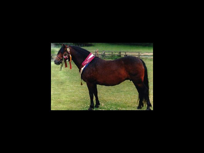 Esemplare di pony moderno paragonabile ai cavalli usati nell'antichita'.